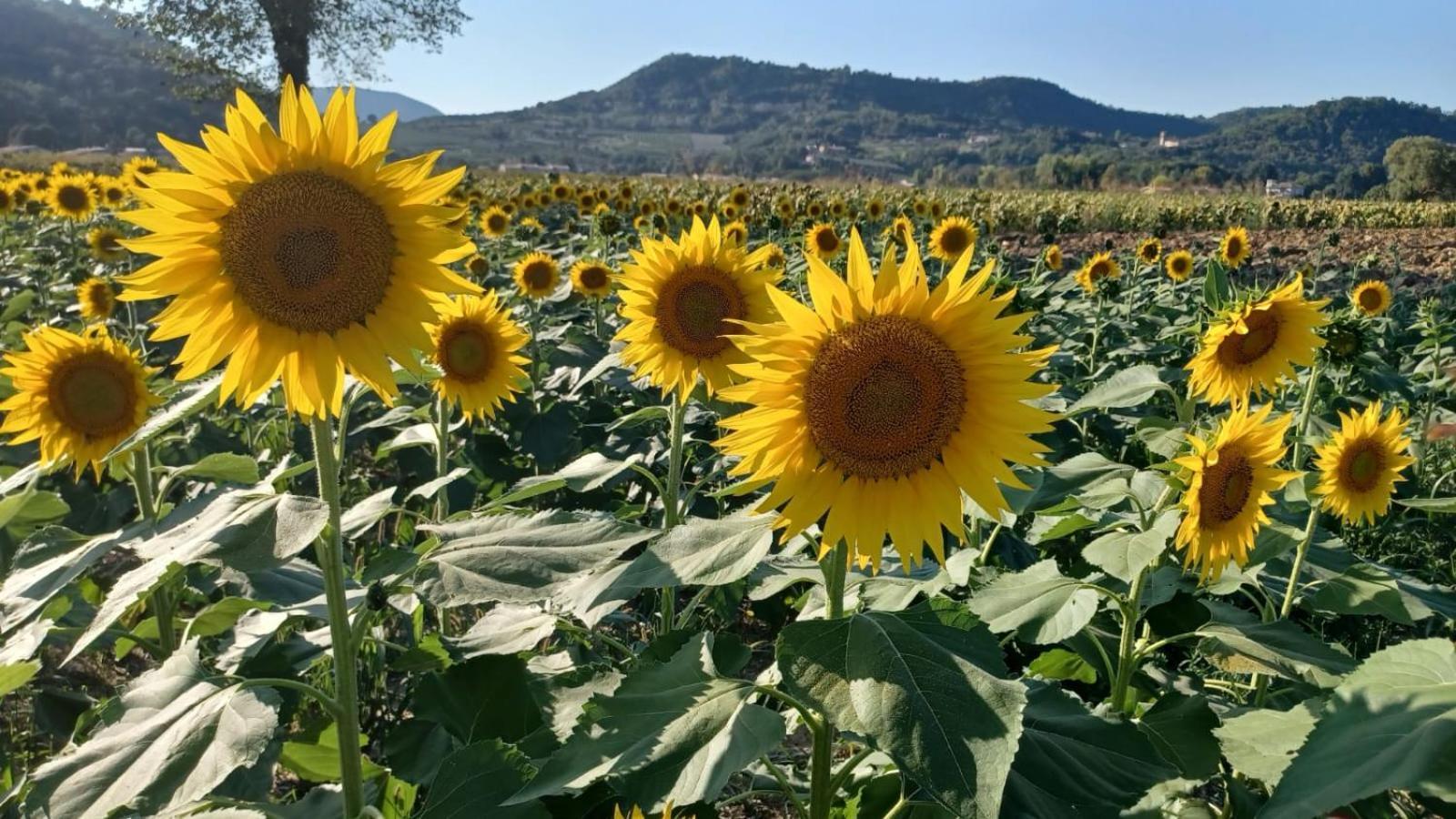 Appartamento Casa Vacanza Abano Terme Euganean Hills Holiday Teolo Exteriér fotografie